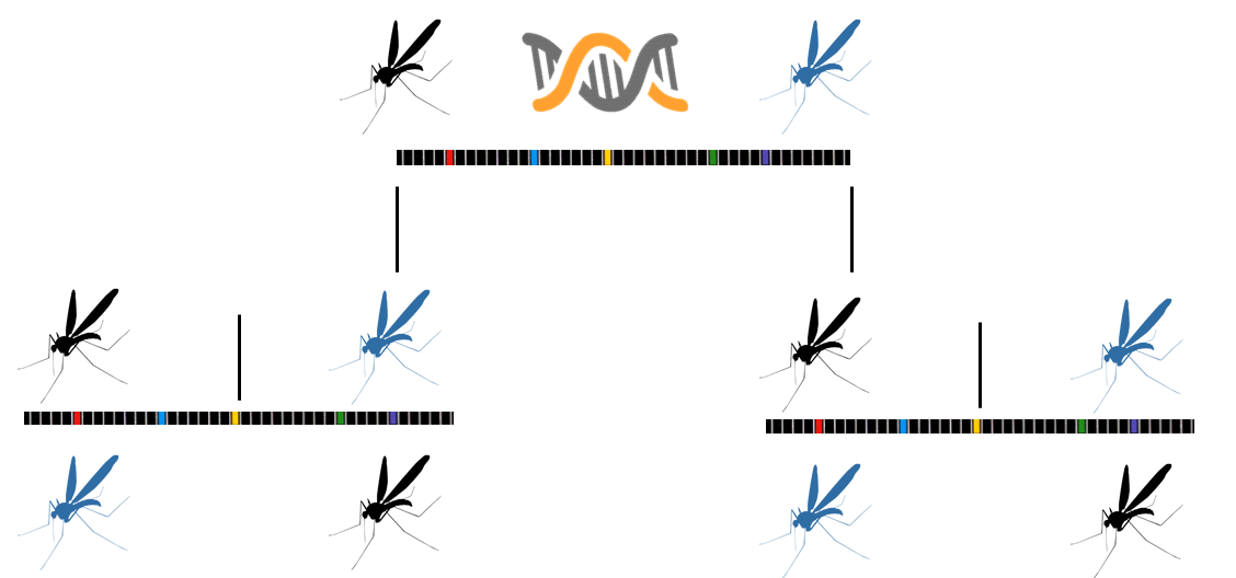 mosquito gene drive sequence
