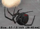 black widow spider on a web