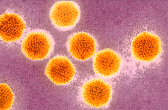 hepatitis a virus