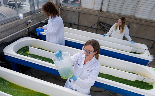 Researchers studying vats of green algae