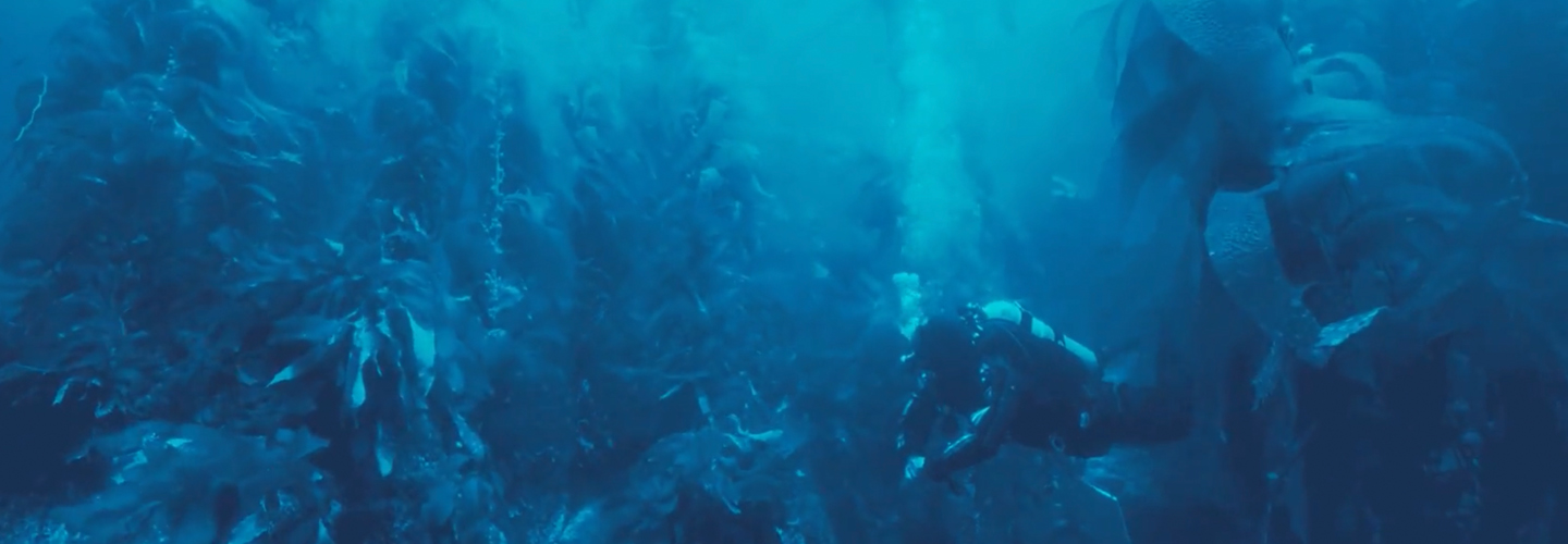 Scuba diver in kelp.