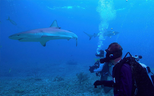 Brendan Talwar and Chris Malinowski observe reef sharks in the tropics during filming of "All the Sharks," a new reality TV competition show that premieres on Netflix July 4, 2025.