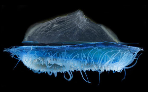 "The By-the-Wind Sailor, Velella" submitted by Gregory Rouse, faculty at Scripps Institution of Oceanography, Marine Biology Research Division.