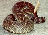 rattlesnake