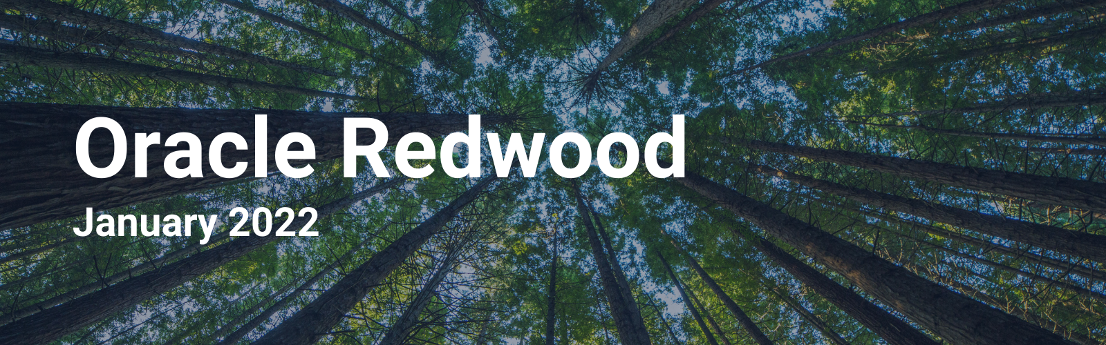 Looking up at a redwood tree