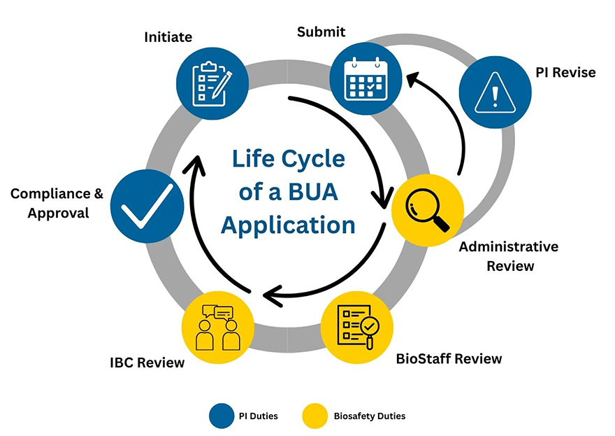 Circular diagram illustrating steps in the BUA application life cycle described below