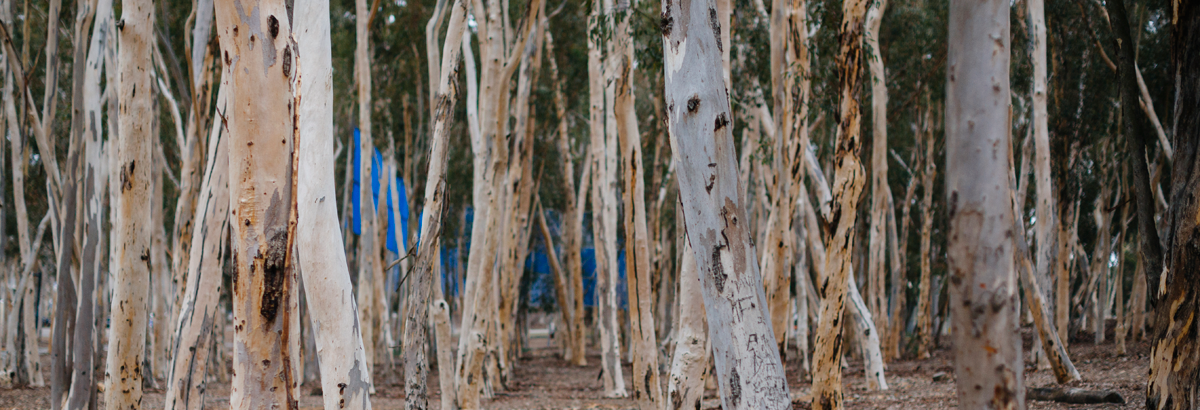 UC San Diego Eucalyptus Trees