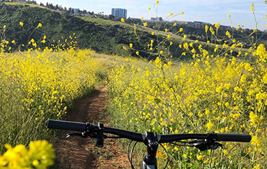 View of flowers over handlebars along biking trail
