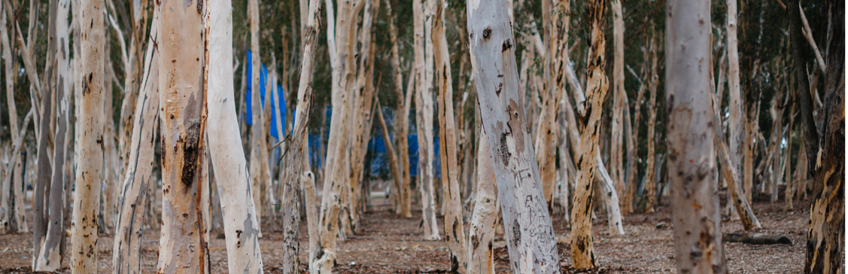 Budget Graph Budget Graph