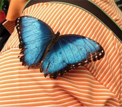 Blue Butterfly, photo by Patty Arnett