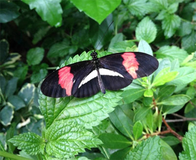 Black and Red (butterfly), photo by Patty Arnett